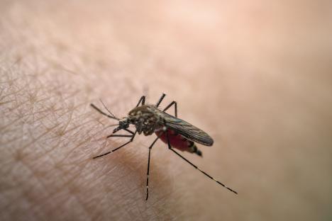 Stop mosquitoes biting you with 50p hack that attracts and traps them & it makes your home smell lovely too