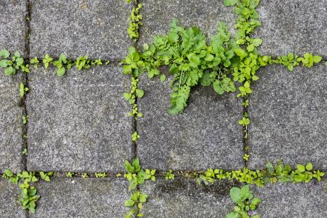My driveway was riddled with weeds – spoonful of 54p staple got rid of them for good.. & worked WAY better than vinegar