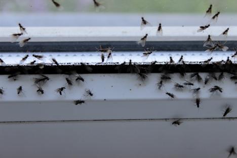 The £1.50 solution that keeps ‘gross’ flies out of your home for good this summer, it looks & smells pretty too 