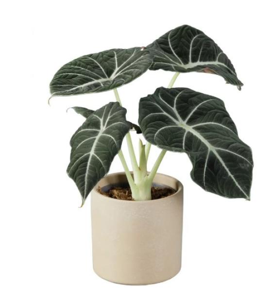 Lidl is launching £5.99 ceramic buy that busts mould AND adds a tropical splash to your living room
