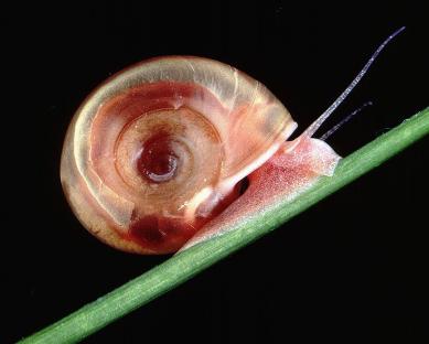 Parasitic SNAILS carrying killer bug found spreading in EU holiday hotspots, scientists warn