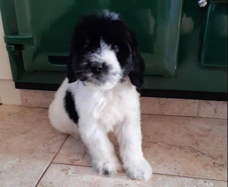 Photo of a black and white sproodle puppy.