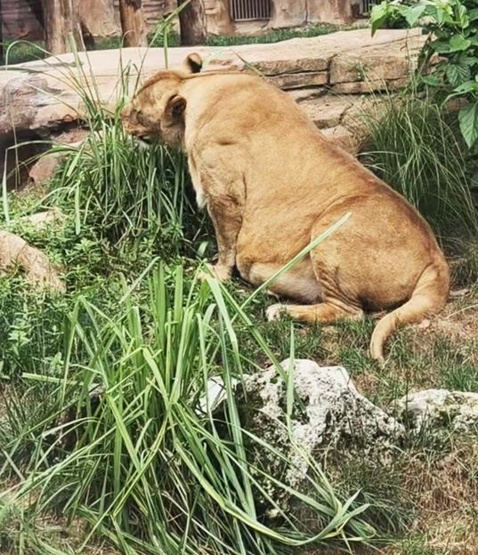 A chubby lion at the Chengdu Zoo, China, sits among tall green grass and rocks.
