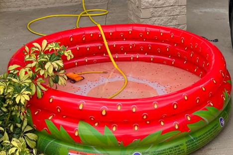 I can’t believe where my entitled neighbours have put their kid’s paddling pool – I can barely get into my house