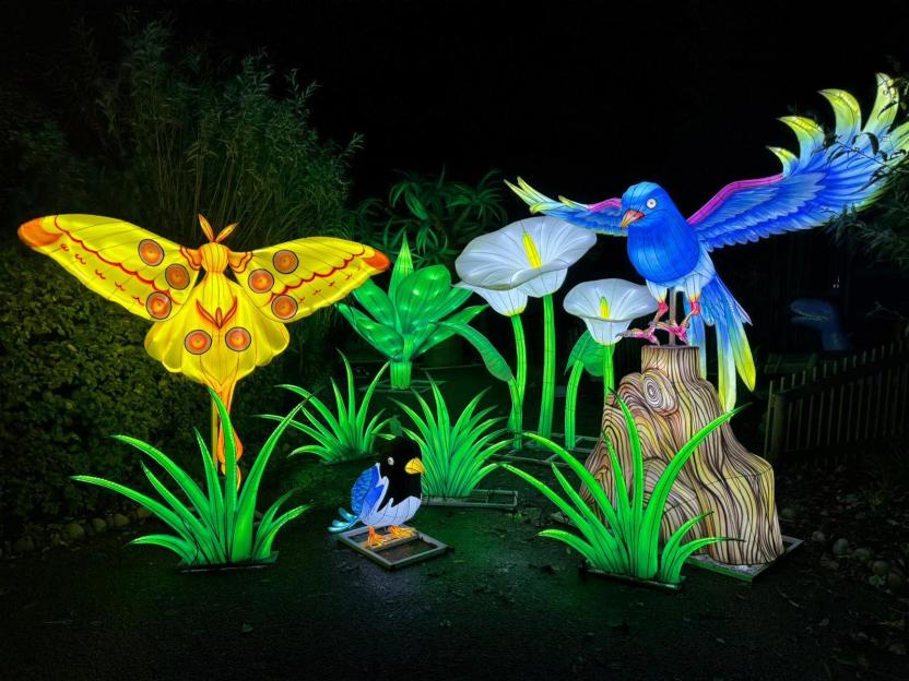 Illuminated lanterns of a butterfly, birds, and flowers at a light festival.