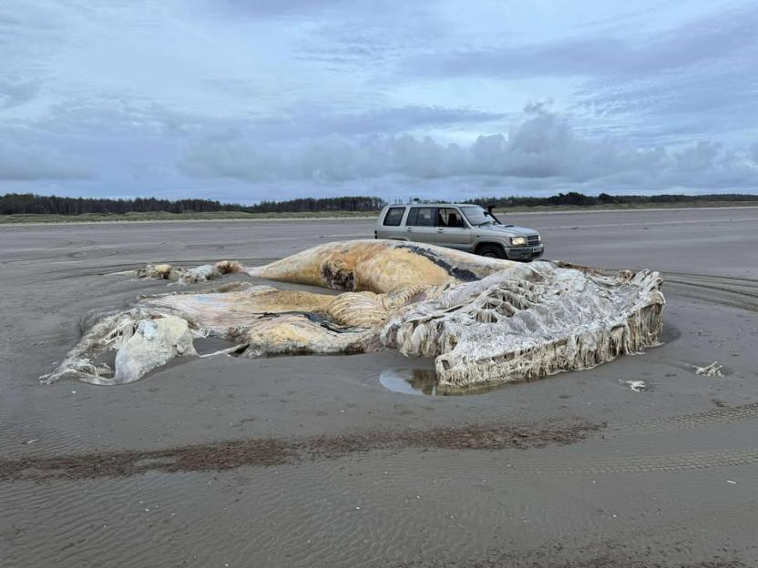 Large whale carcass on a beach.