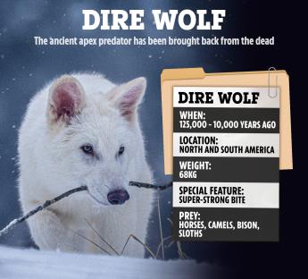 Illustration of a dire wolf with facts about the extinct canine.