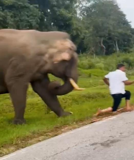 Tourist running from charging elephant.