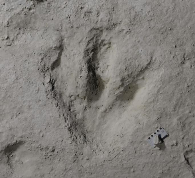 Dinosaur footprint found at Dewars Farm Quarry in Oxfordshire.