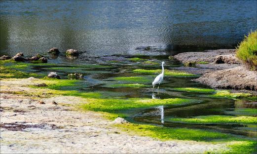 White bird wading in shallow green water.