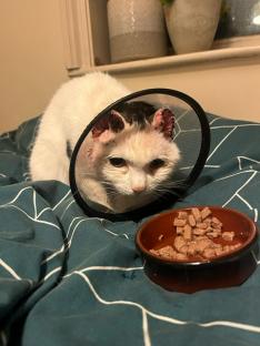 Cat wearing a cone after ear surgery.