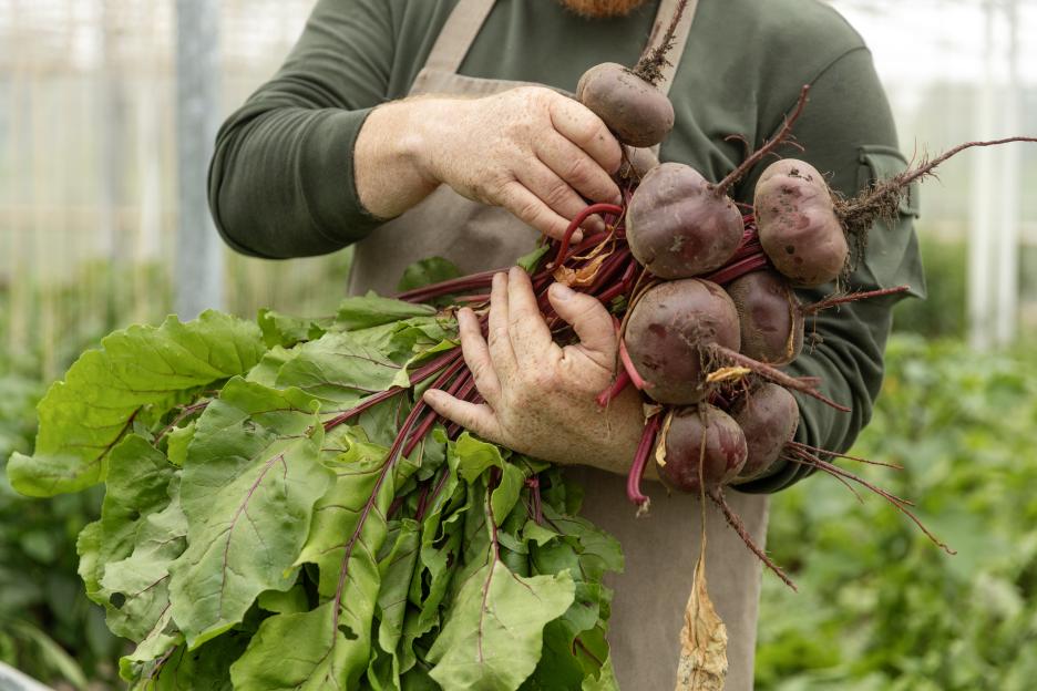 Farmer holding a bunch of harvested beets.