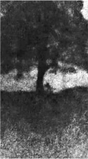 Screengrab of Sycamore Gap tree felling.
