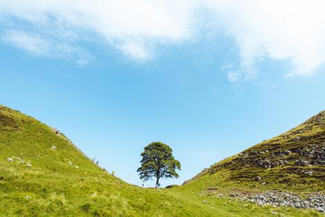 Sycamore Gap on Hadrian's Wall, with hikers and a tree in the center.
