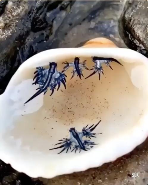 Blue dragon sea slugs in a seashell.