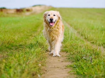 Things all dog owners wish they knew before getting a pup
