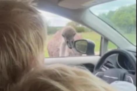 Watch moment Boris Johnson is BITTEN by an ostrich as former PM sits in his car with family at safari park