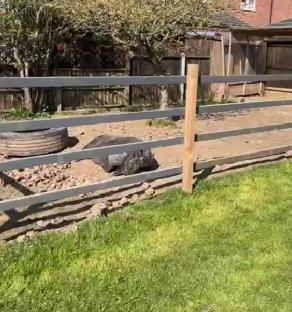 Pet pig sleeping in a fenced garden.