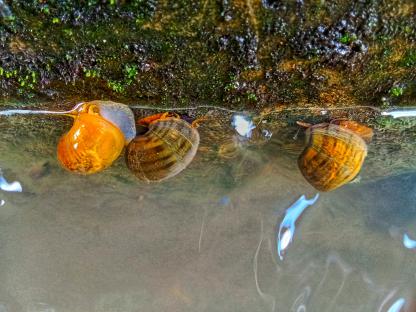 Three freshwater snails in a pond.