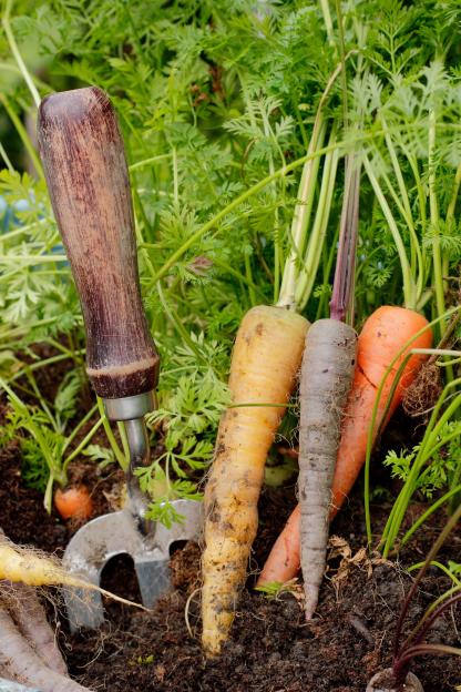 Harlequin carrots harvested from a garden.