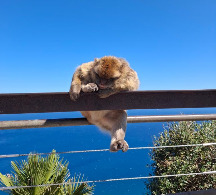 A Barbary macaque monkey sleeping on a metal railing, overlooking the blue sea and sky, with a palm frond visible below.
