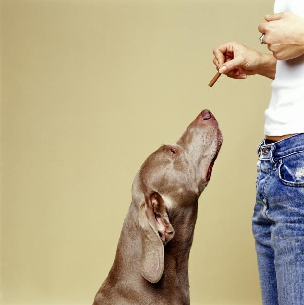 Veterinarian Condemns Controversial Dog Breed as ‘Psychopaths’ – A Far Cry from the XL Bully