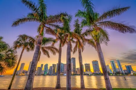 Miami skyline at dusk viewed through palm trees.