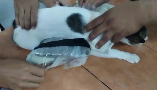 Prison guards removing drugs taped to a kitten's body.