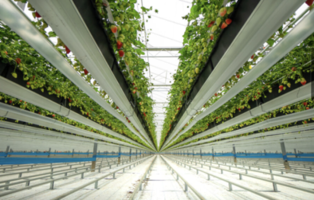 Strawberries growing in a greenhouse.