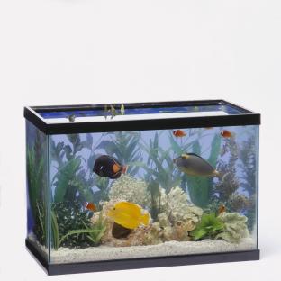 Fish tank with tropical fish and plants.