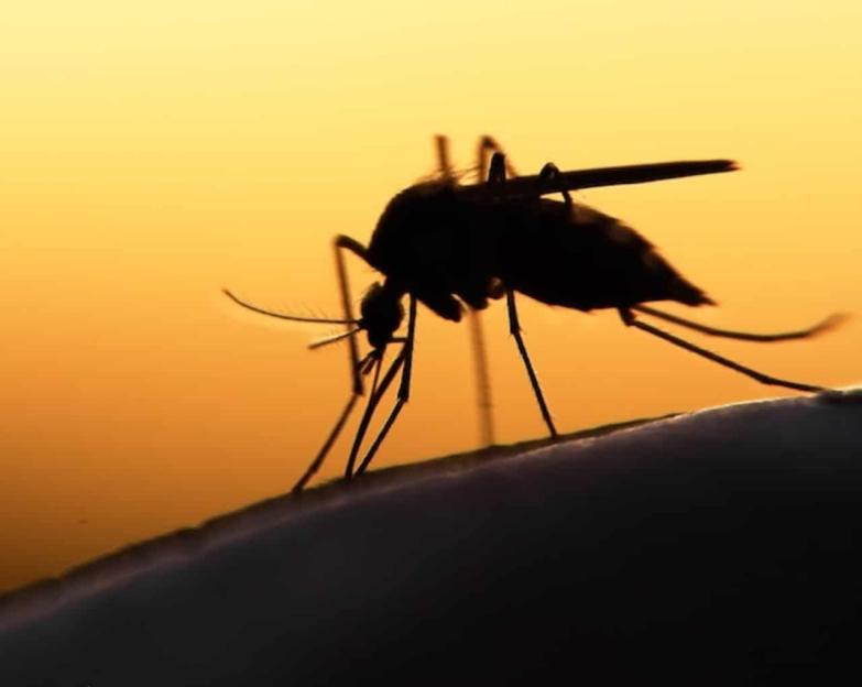 Seasonal malaria chemoprevention campaign begins in Adamawa
