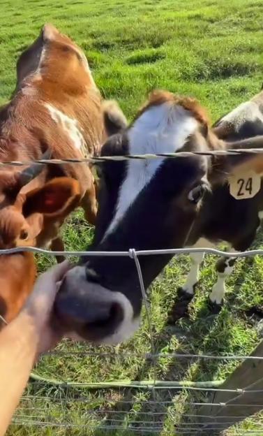 A person's hand petting a cow's nose through a wire fence.