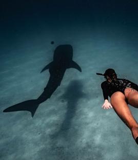 A diver swims above the shadow of a whale shark.