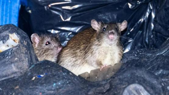 Rats ‘the size of CATS’ festering in rotting rubbish in UK’s ‘3rd world city’ may be DEADLY as temps rise, experts fear