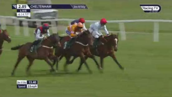 Tragedy strikes Cheltenham races as horse Typhoon Flyer dies after collapsing yards past finish line