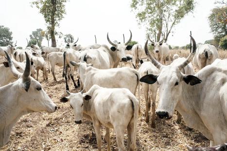 NSCDC arrests nine for cattle rustling, vandalism in Jigawa