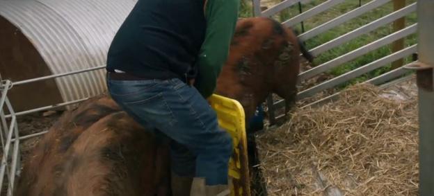 A man being attacked by a pig.