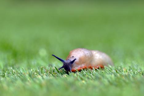 Gardeners told to use 22p kitchen staples for ‘vampire trick’ which can banish slugs from your garden for good