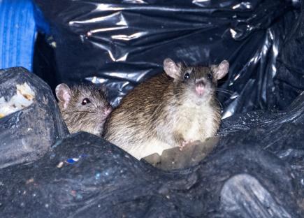 Two large rats near trash.