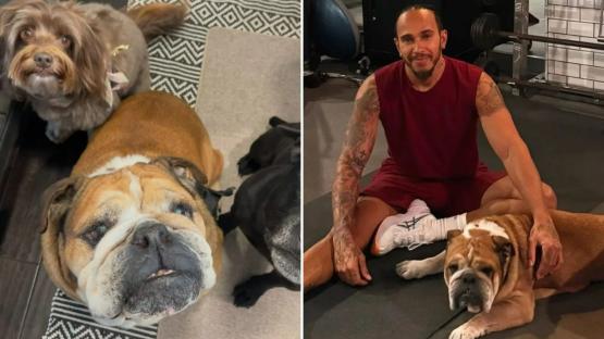 Lewis Hamilton’s beloved dog Roscoe suffering from pneumonia as caretaker gives health update