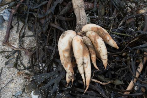 Hemlock water dropwort roots washed ashore on a beach.
