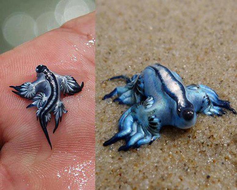 Two blue dragon sea slugs, one on a hand and one on sand.