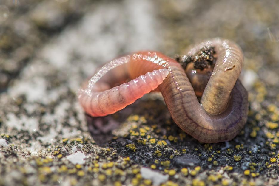 A close-up (macro) of a worm. The worm's head is in focus, while its body is curled up. You can see details such as the blood vessel in the worm.