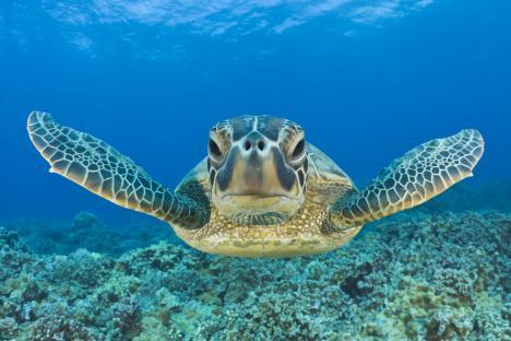 Green sea turtle swimming above a coral reef.