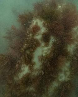 Underwater wreckage of the Koning Willem de Tweede, covered in marine growth.