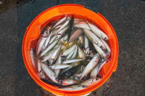 Small fish in an orange bucket.