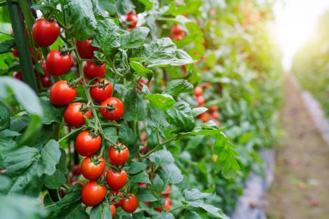 Ripe tomatoes growing on vines in a greenhouse.