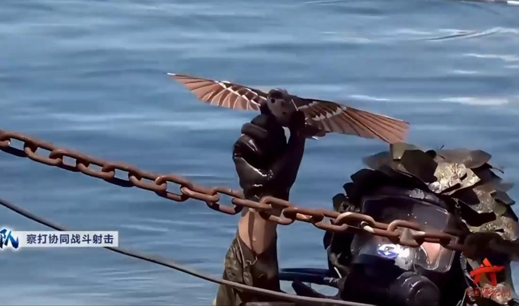 A Chinese military ornithopter drone resembling a Eurasian tree sparrow is launched from the water.
