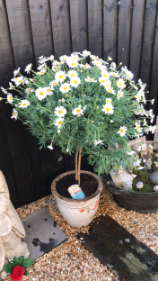 Daisy plant in a pot.