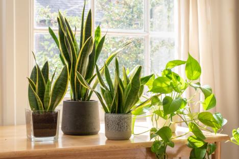 Five houseplants to add to your home if you hate dusting – and one of them is just £9 from Wilko right now